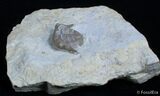Rare Thaleops Ovata Trilobite - Wisconsin #2419-2